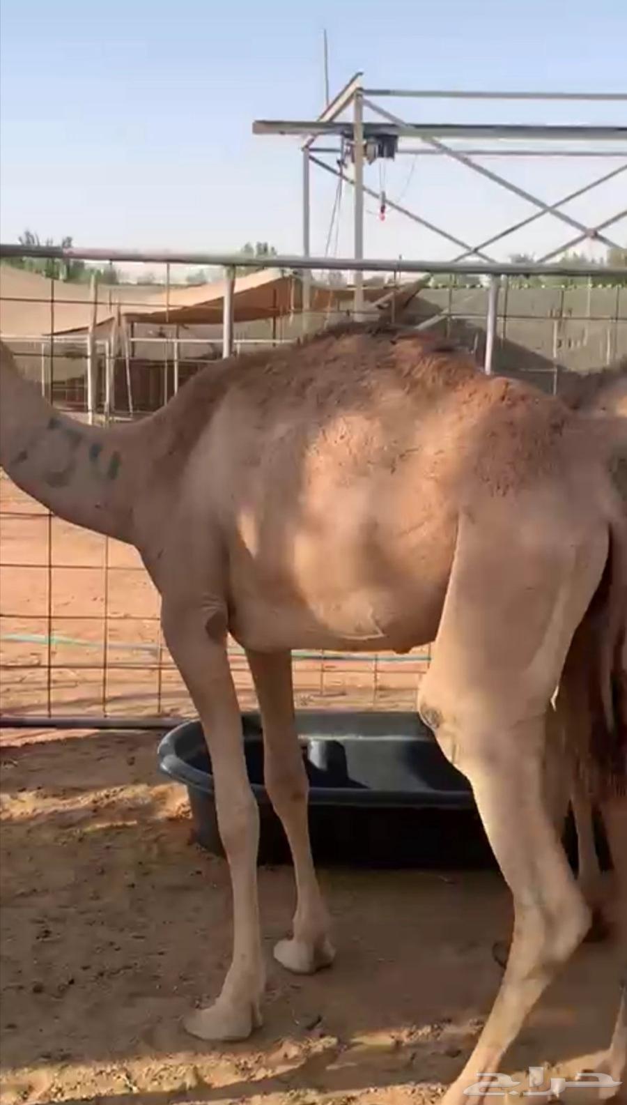 Somali goats with full internal organs, lowest price for retail and wholesale64454936530946111