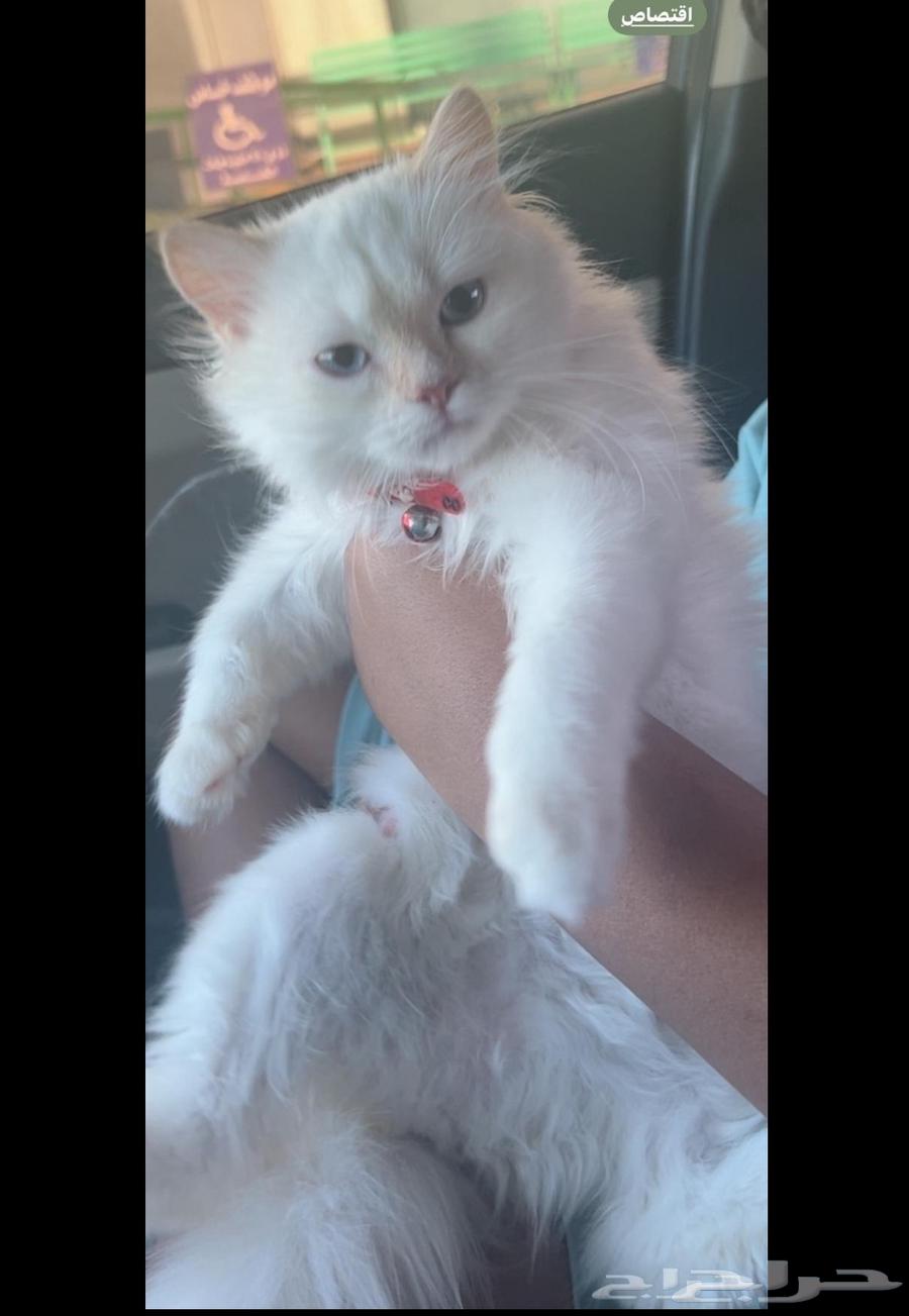 Himalayan cat for sale due to lack of time64452320012674110