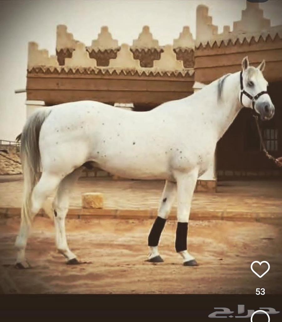 مهره واهو جزيريه64452984000513111