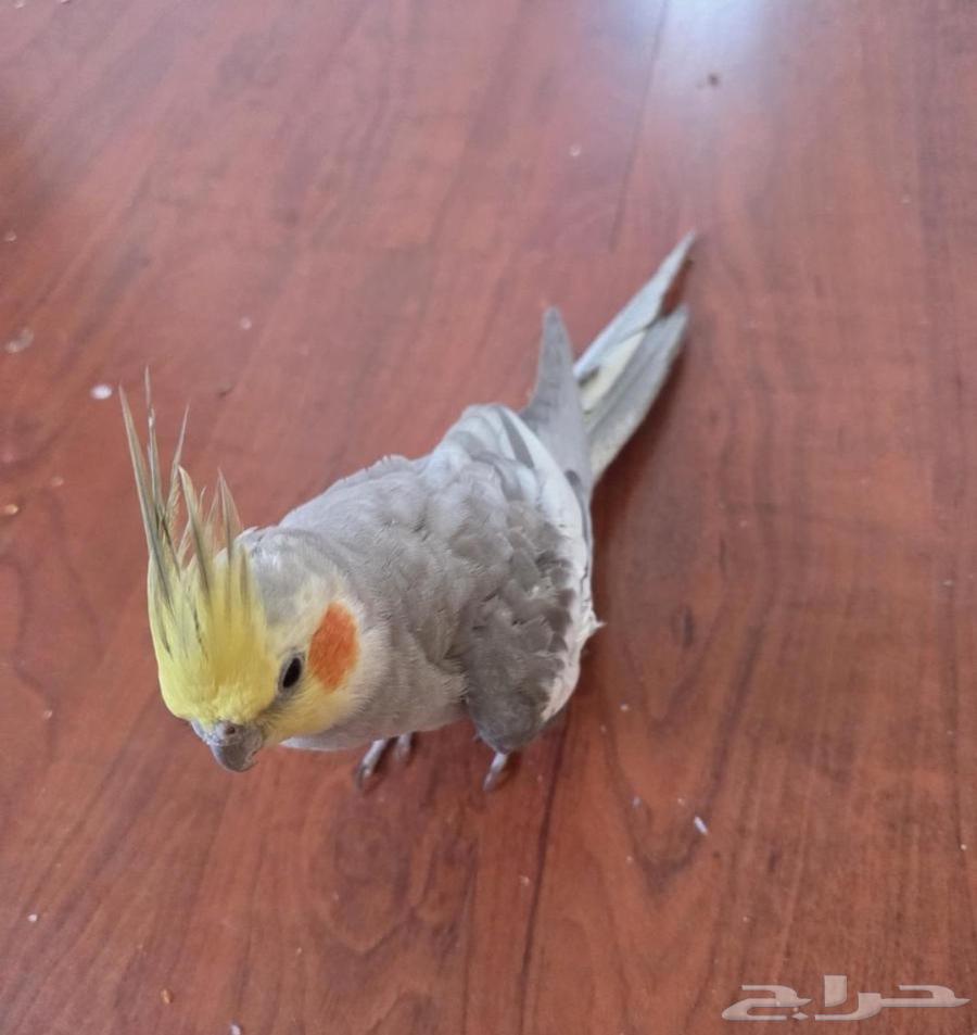 كروان اليف64454137681409112