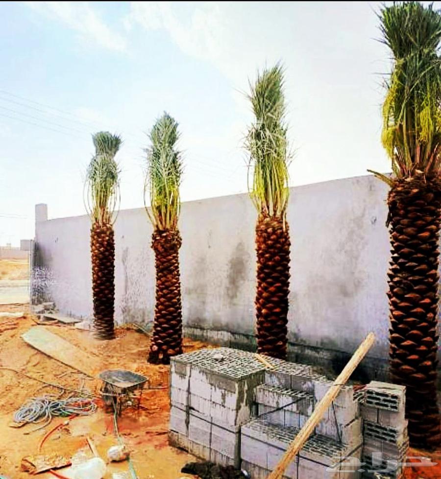 نخل مثمر نخيل نقايل جثايث اخلاص سكري برحي صقعي شيشي هلالي مج64451566013442113