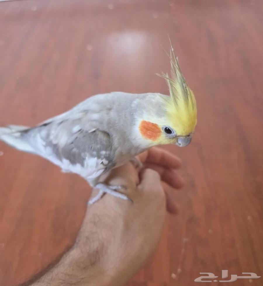 كروان اليف64454137681409110