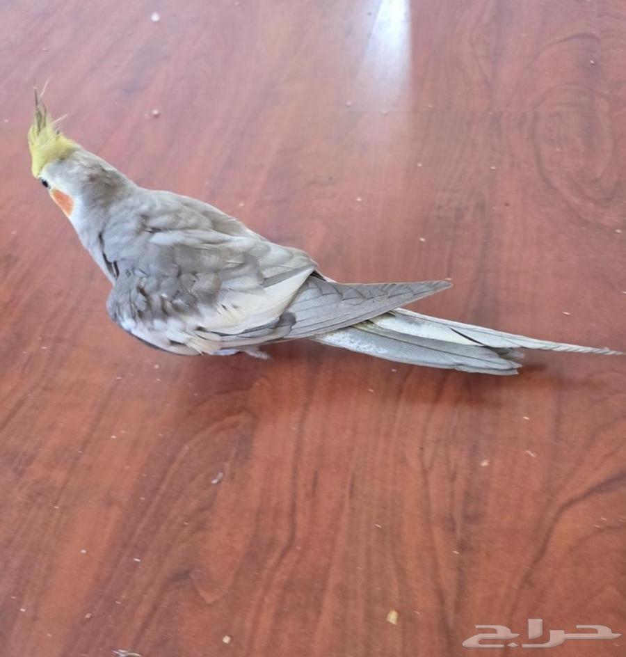 كروان اليف64454137681409111