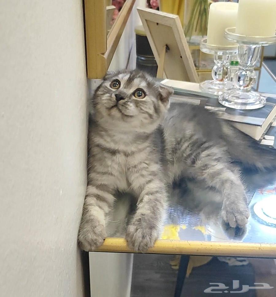 Scottish Fold Kitten64450960949505110