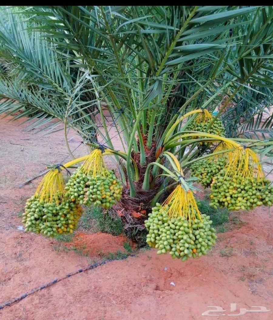 نخل مثمر نخيل نقايل جثايث اخلاص سكري برحي صقعي شيشي هلالي مج64451566013442112