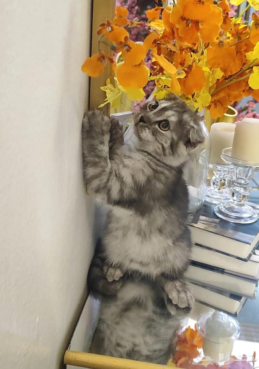Scottish Fold Kitten64450960949505112