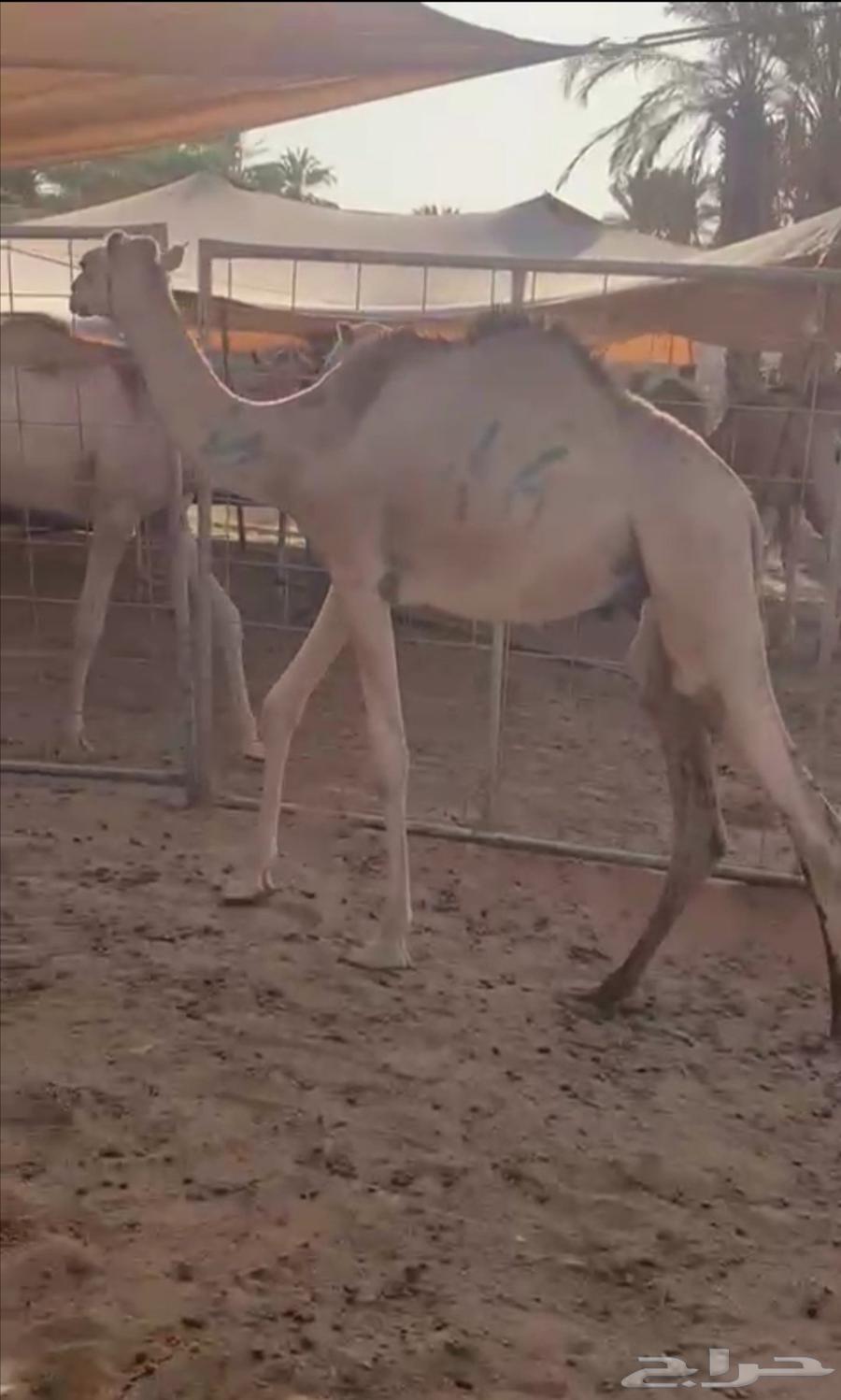 Somali goats with full internal organs, lowest price for retail and wholesale64454936530946114