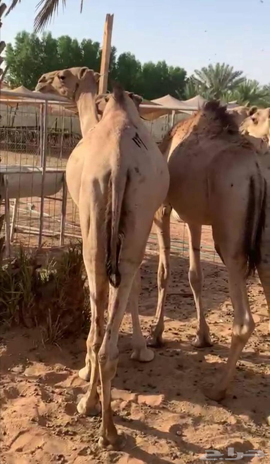 Somali goats with full internal organs, lowest price for retail and wholesale64454936530946110