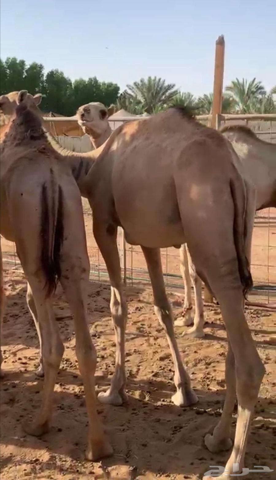 Somali goats with full internal organs, lowest price for retail and wholesale64454936530946113