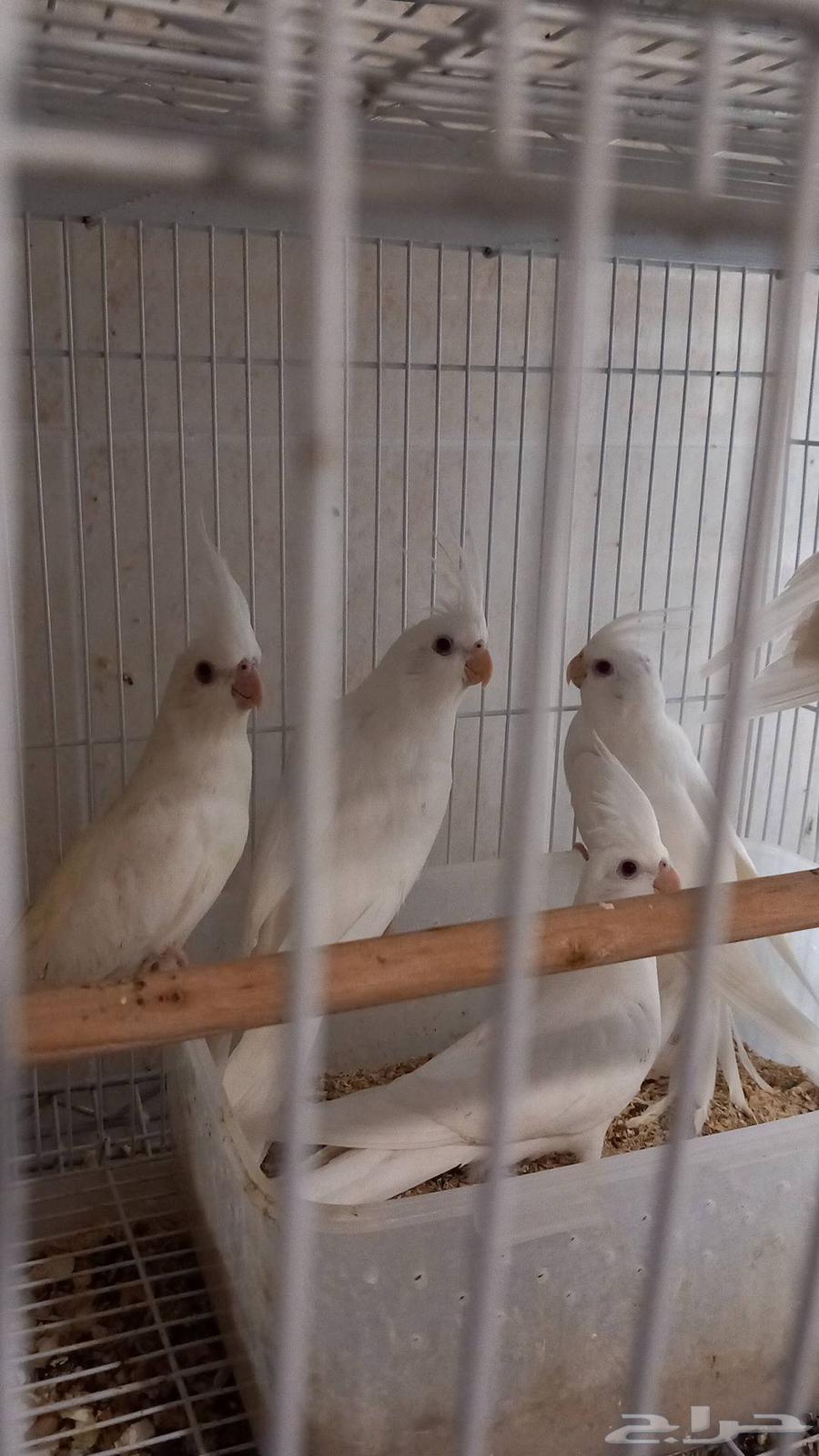 للبيع 4 كروان ألبينو (تم البيع)64453202086147110