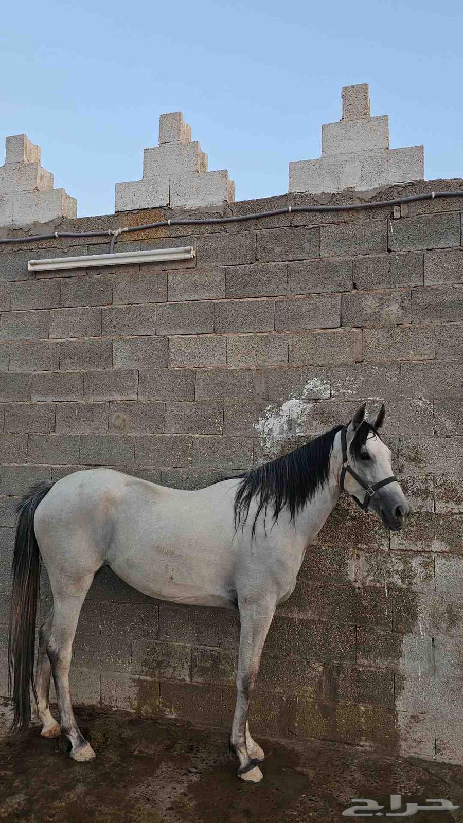 مهره واهو جزيريه64452984000513113