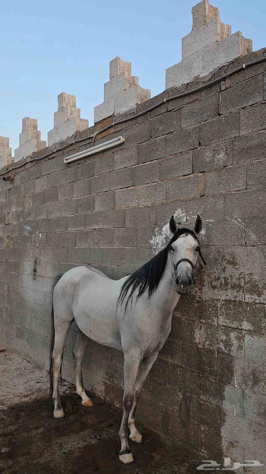 مهره واهو جزيريه64452984000513114