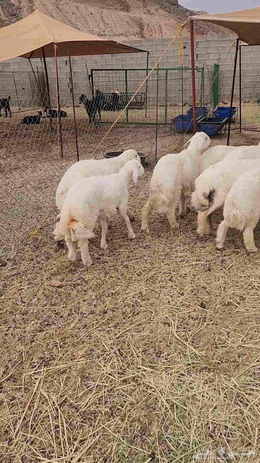 طليان حرية تم البيع64456199527297113