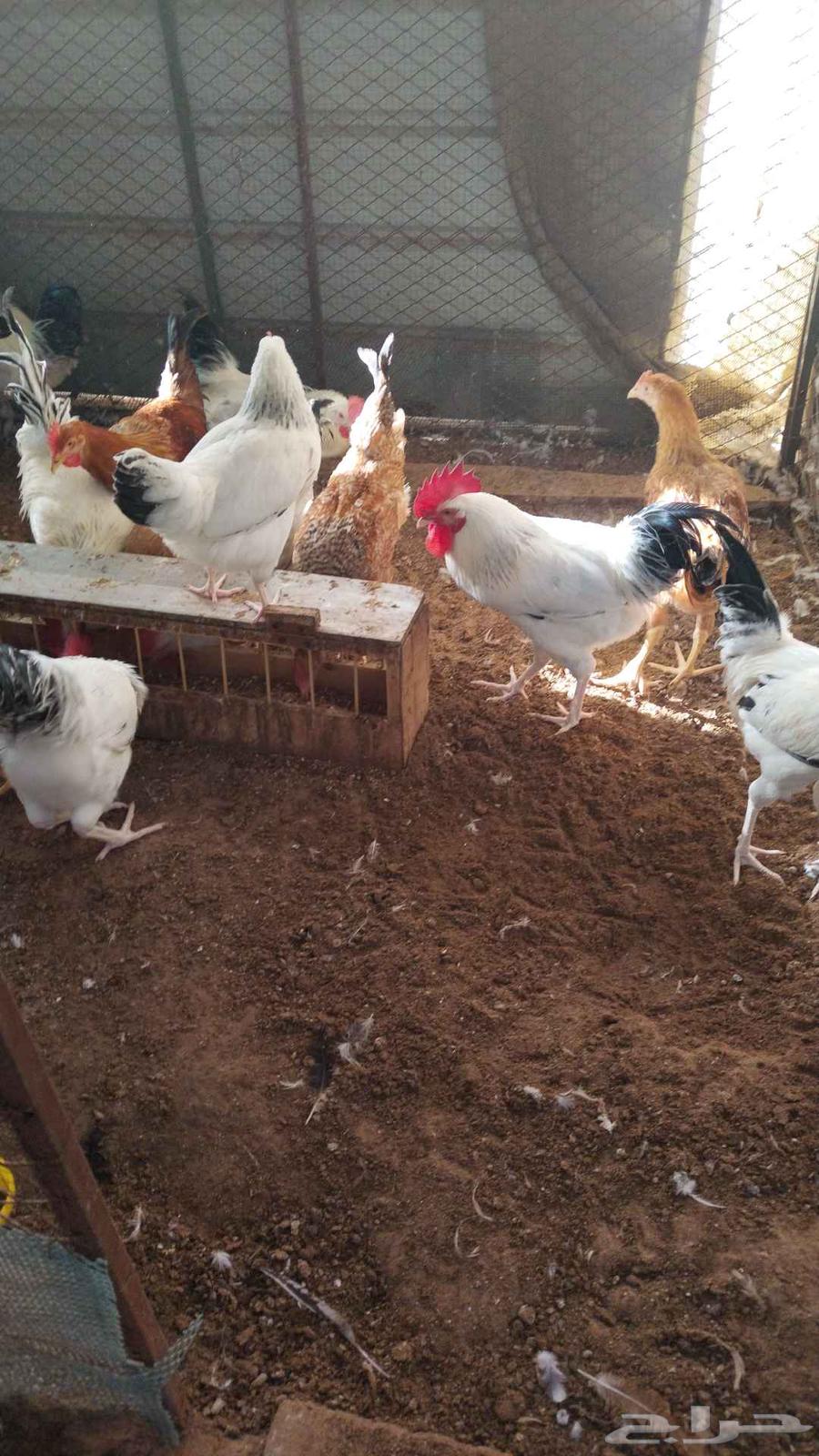 ديوك فرنسي بيور 564455359243649110