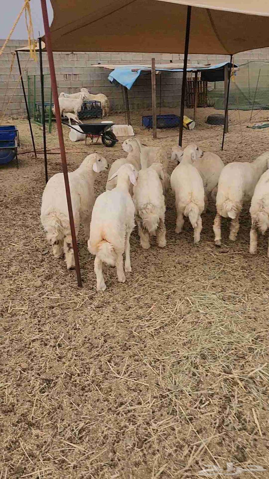 طليان حرية تم البيع64456199527297111