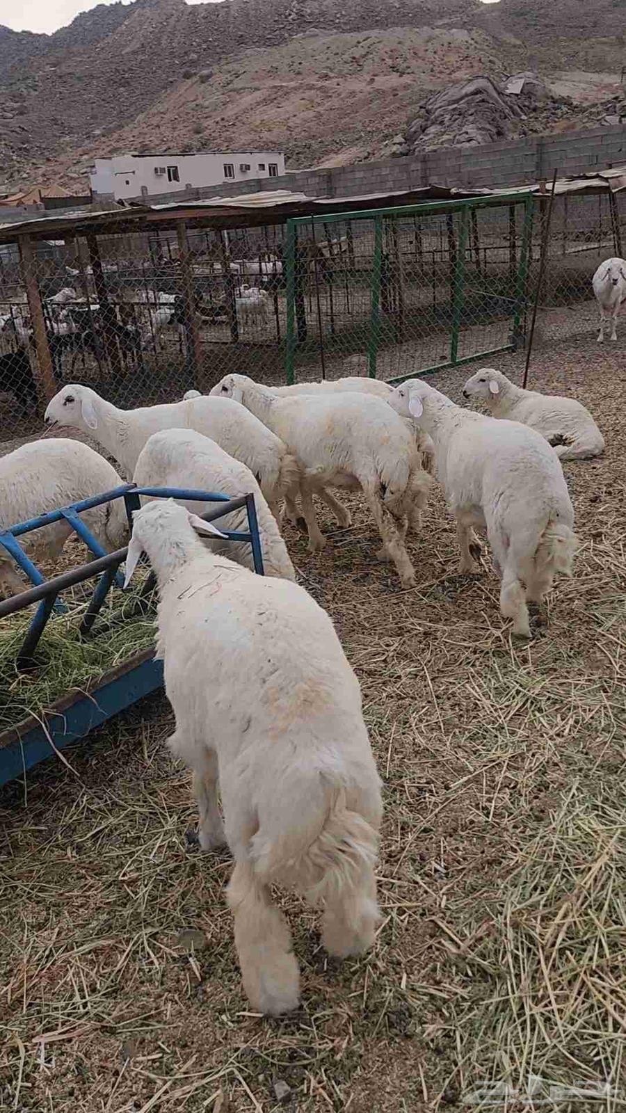 طليان حرية تم البيع64456199527297110