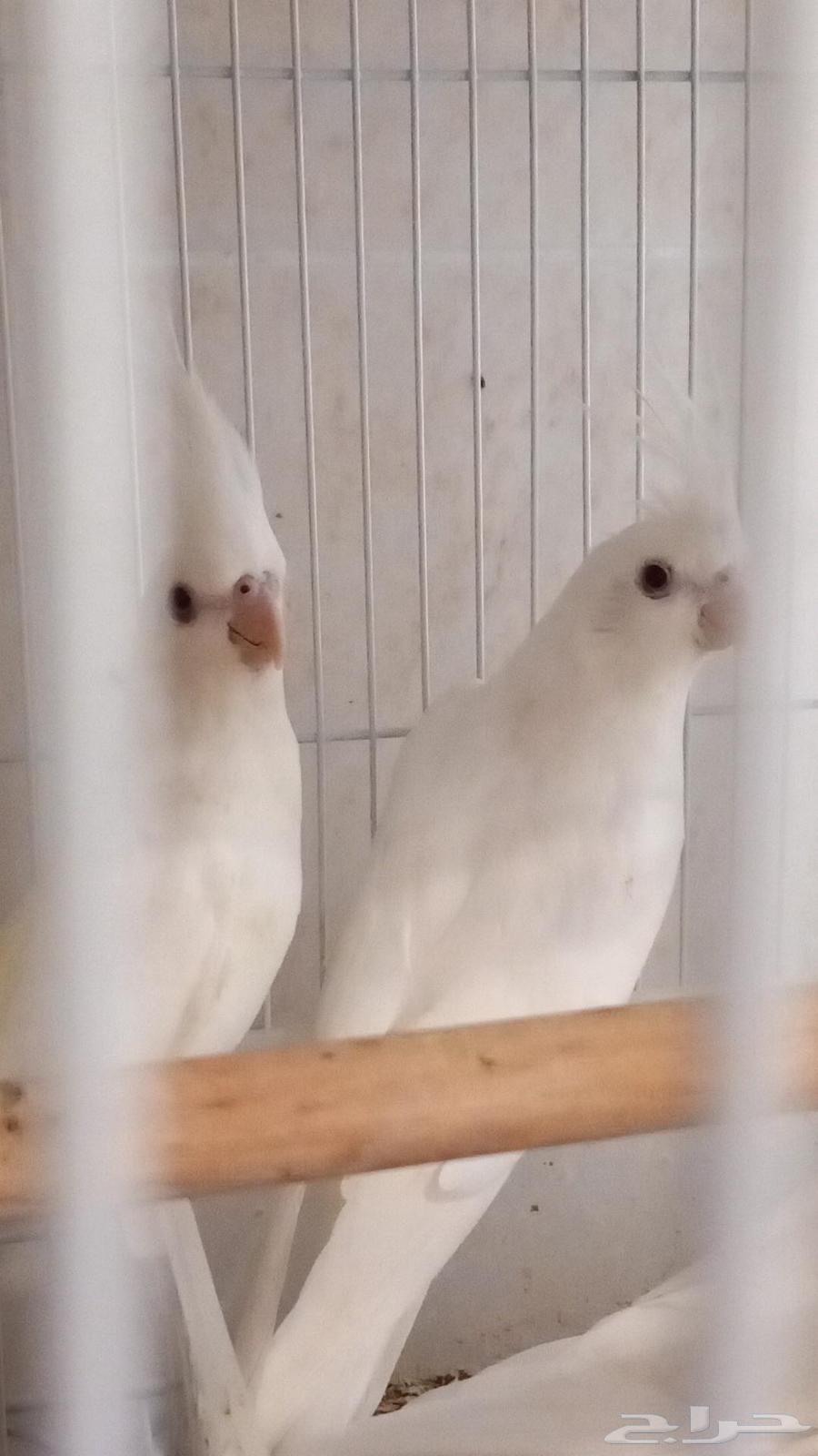 للبيع 4 كروان ألبينو (تم البيع)64453202086147111