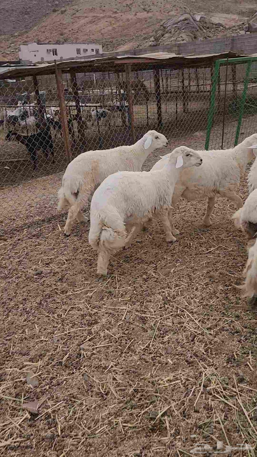 طليان حرية تم البيع64456199527297112