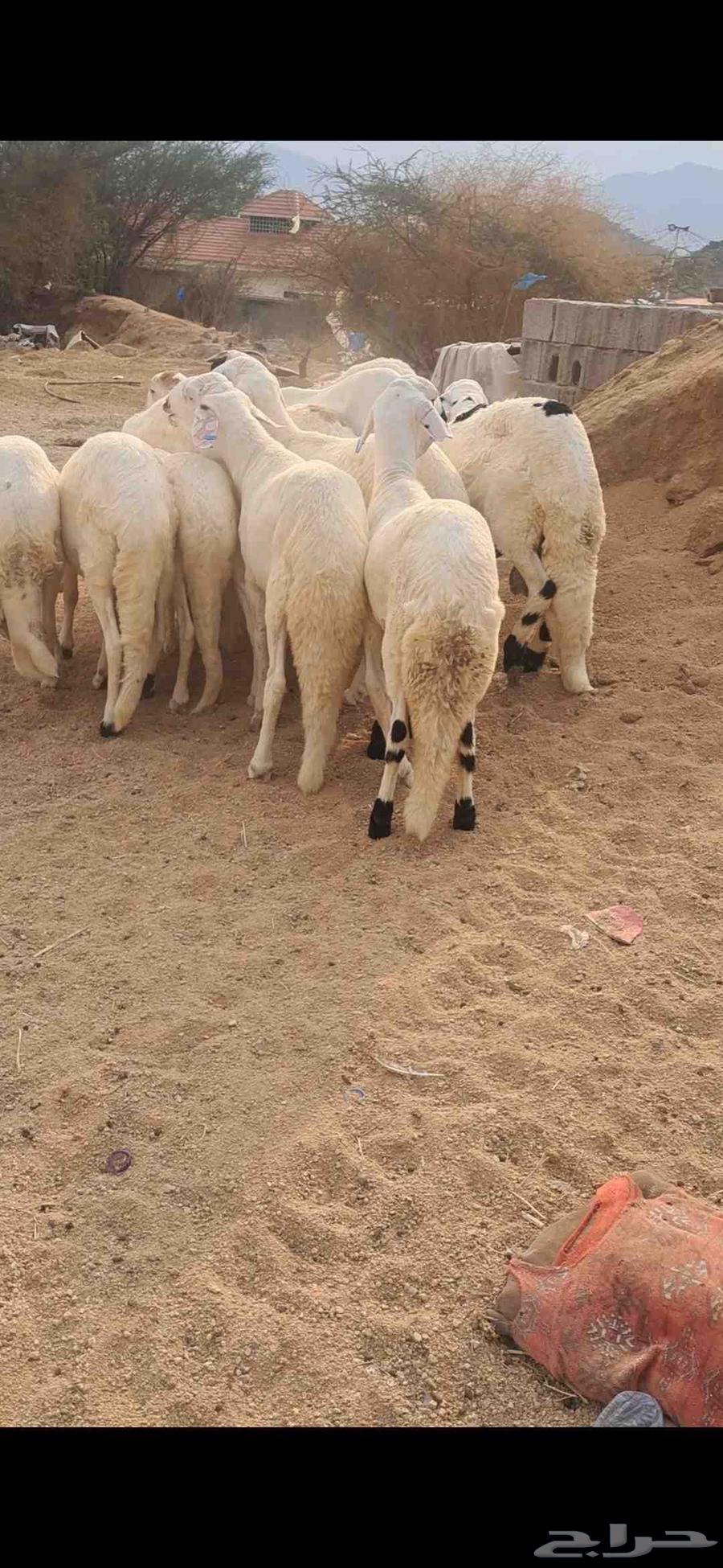 للبيع طليان سواكن جذعان ومقفله شحم64454040987394113