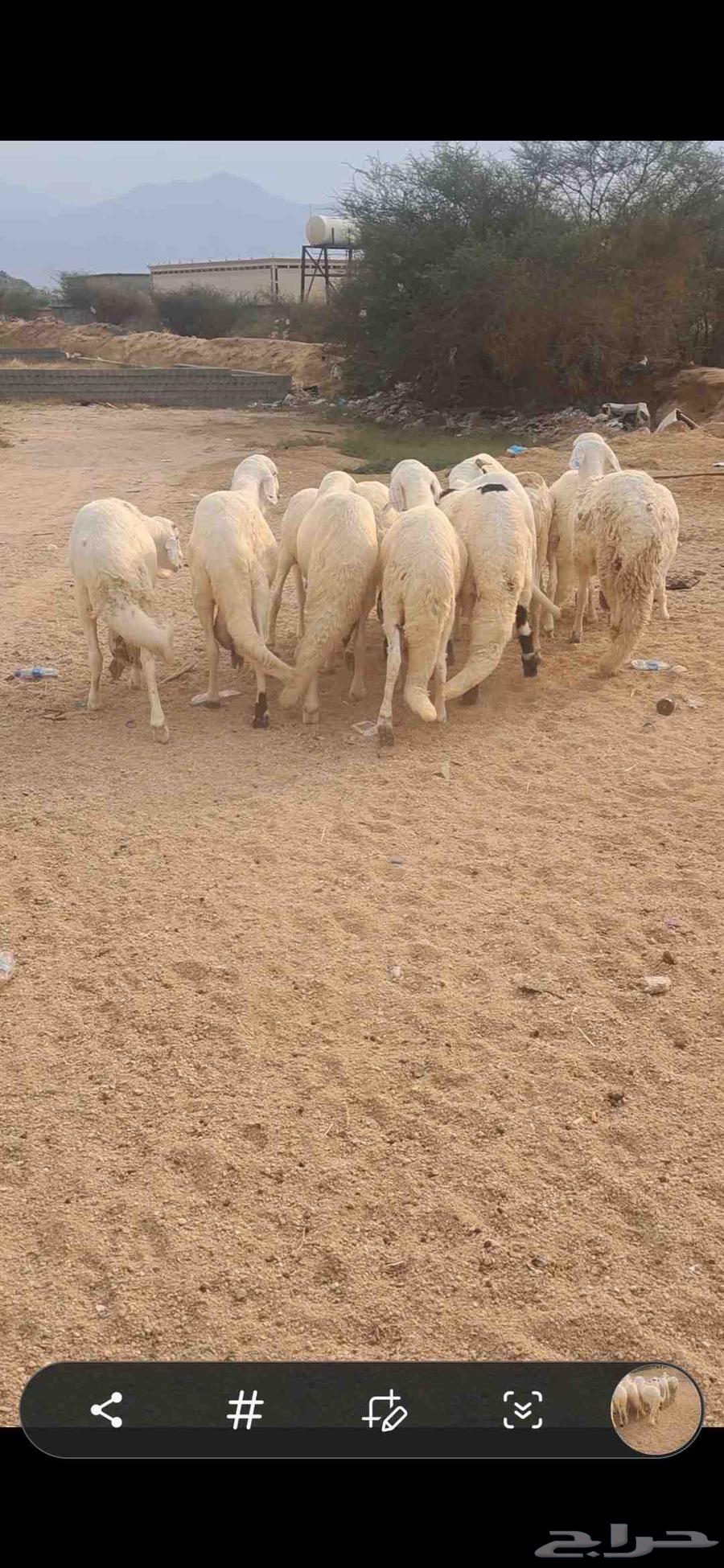 للبيع طليان سواكن جذعان ومقفله شحم64454040987394112