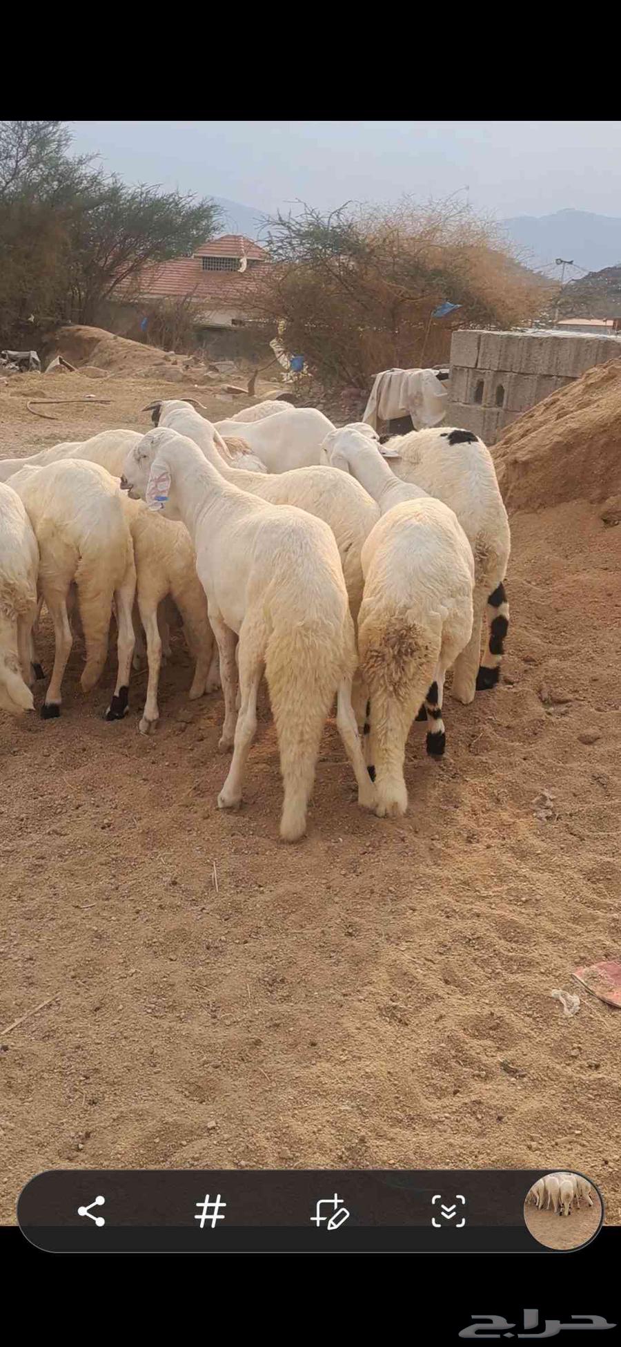 للبيع طليان سواكن جذعان ومقفله شحم64454040987394110