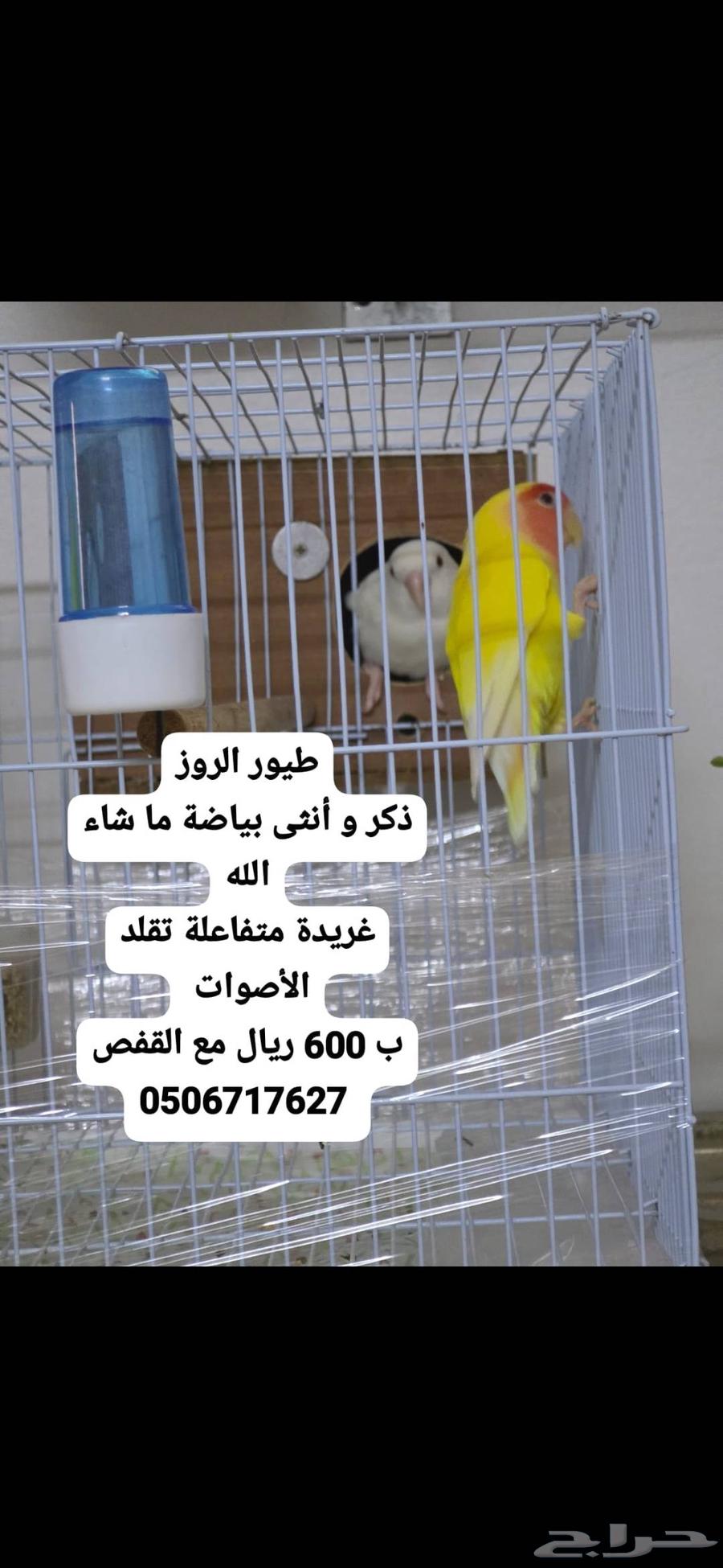 Bird of the Day64454811947393112