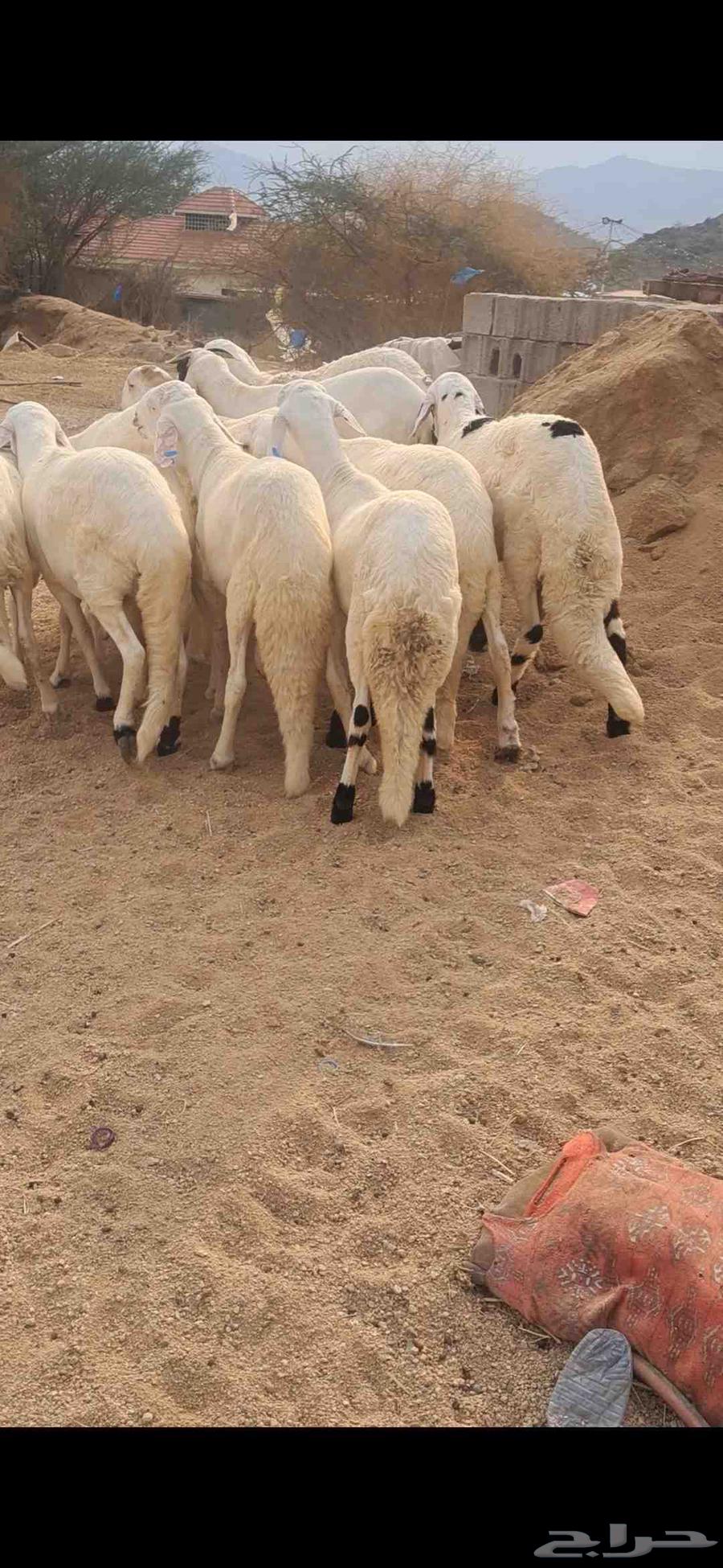 للبيع طليان سواكن جذعان ومقفله شحم64454040987394111