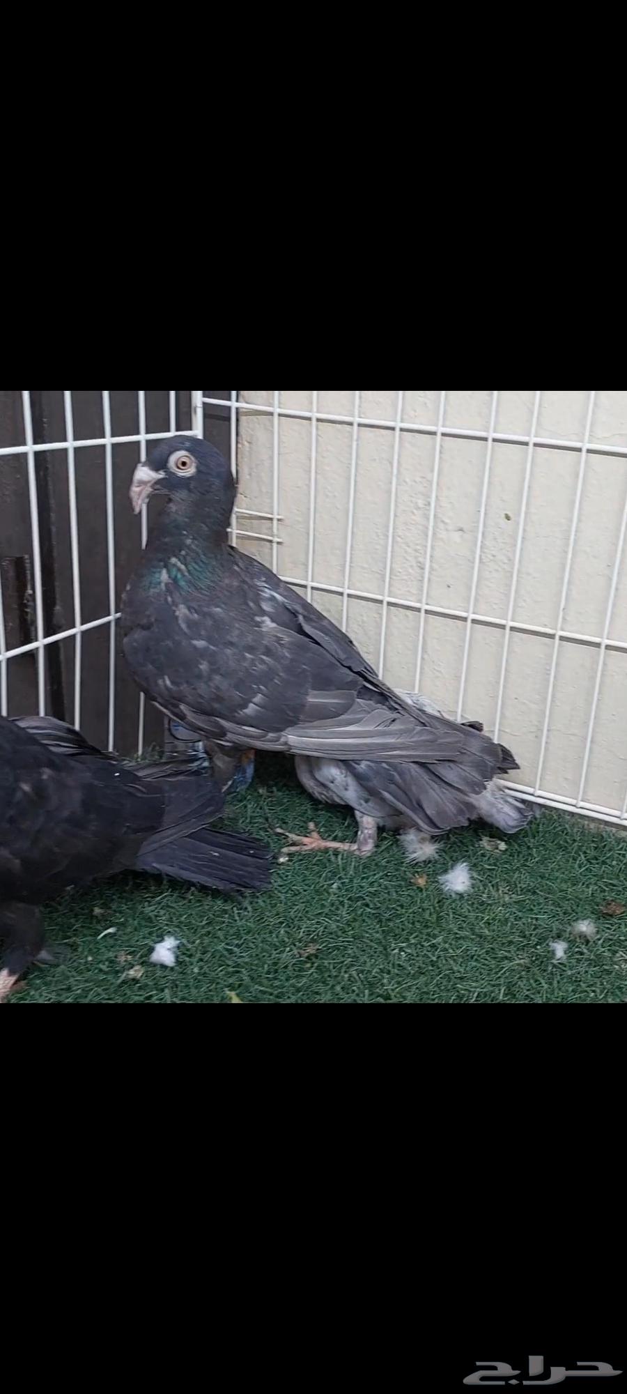 Chicks Mareecils .. Black Opel (Sold)64449849612161112