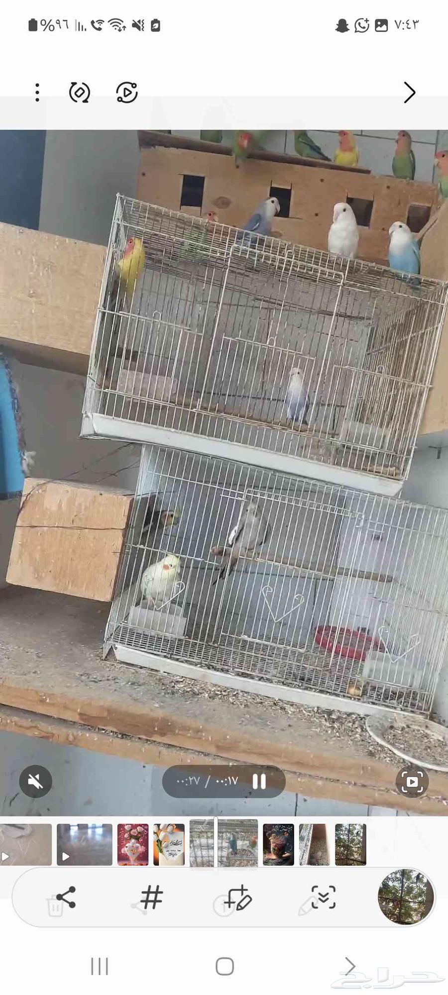 Complete birds for sale, reason is changing the apartment64451096206467112