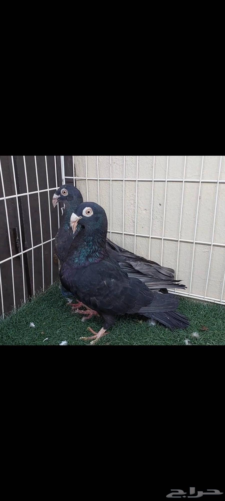 Chicks Mareecils .. Black Opel (Sold)64449849612161113
