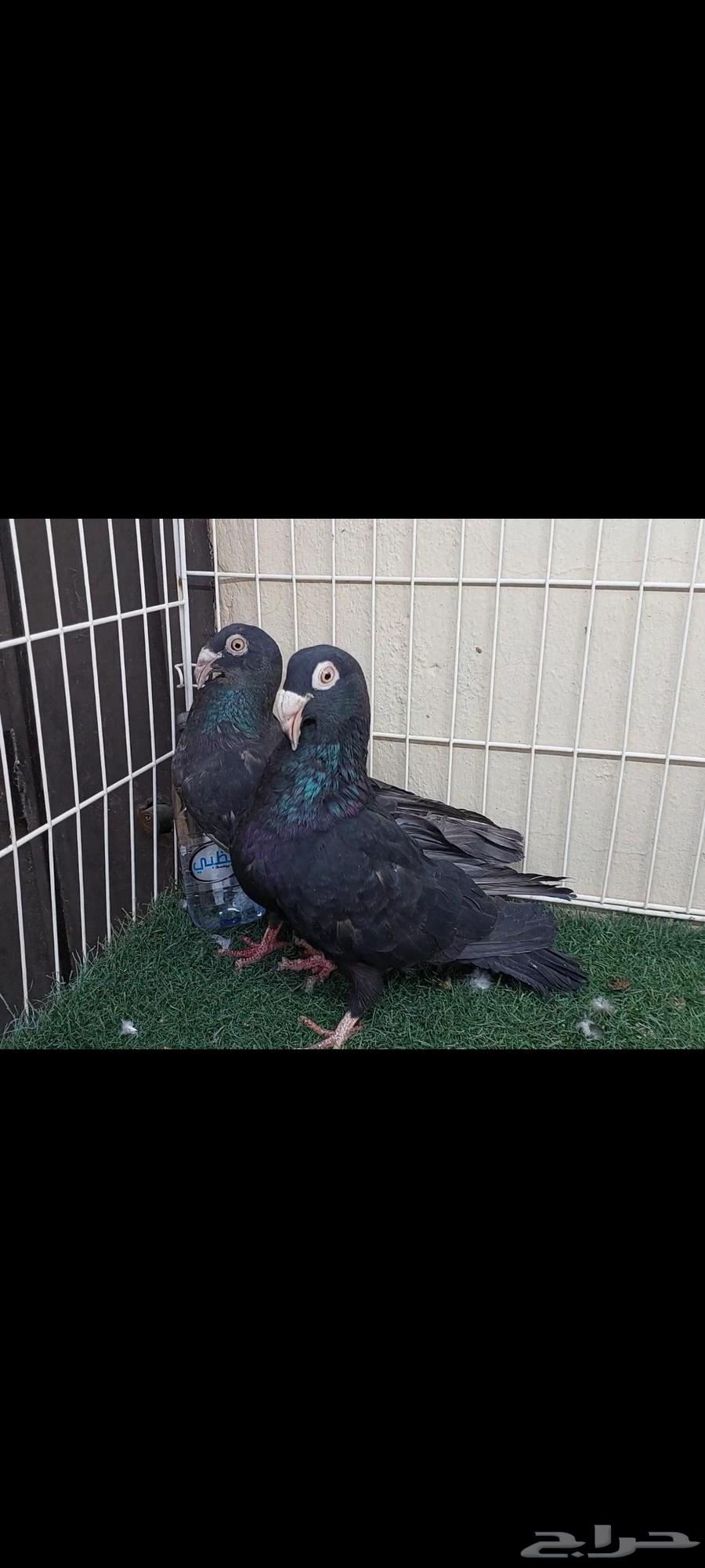 Chicks Mareecils .. Black Opel (Sold)64449849612161110