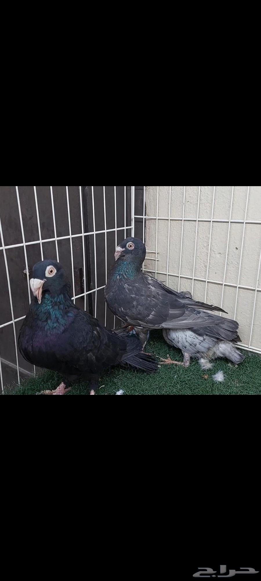 Chicks Mareecils .. Black Opel (Sold)64449849612161111
