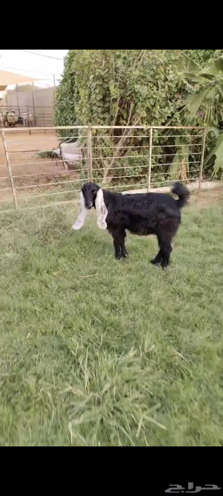 جفره عارضيه طيبه عمر 4 شهور64455263728898111