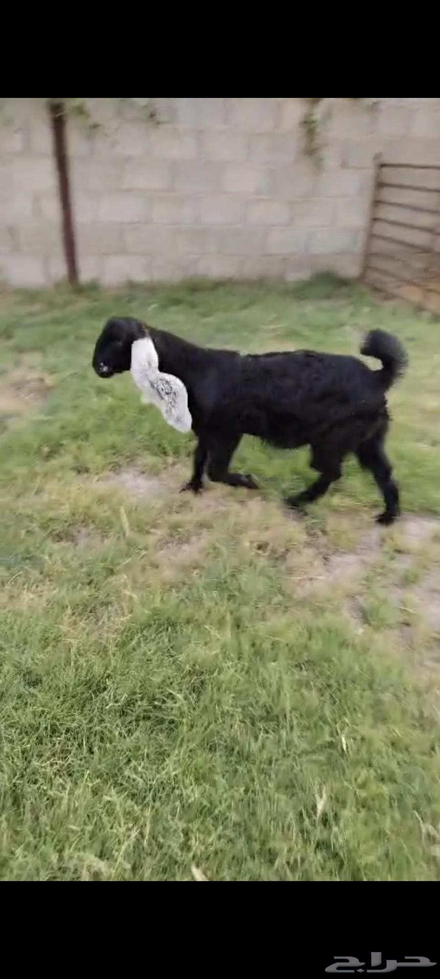 جفره عارضيه طيبه عمر 4 شهور64455263728898110