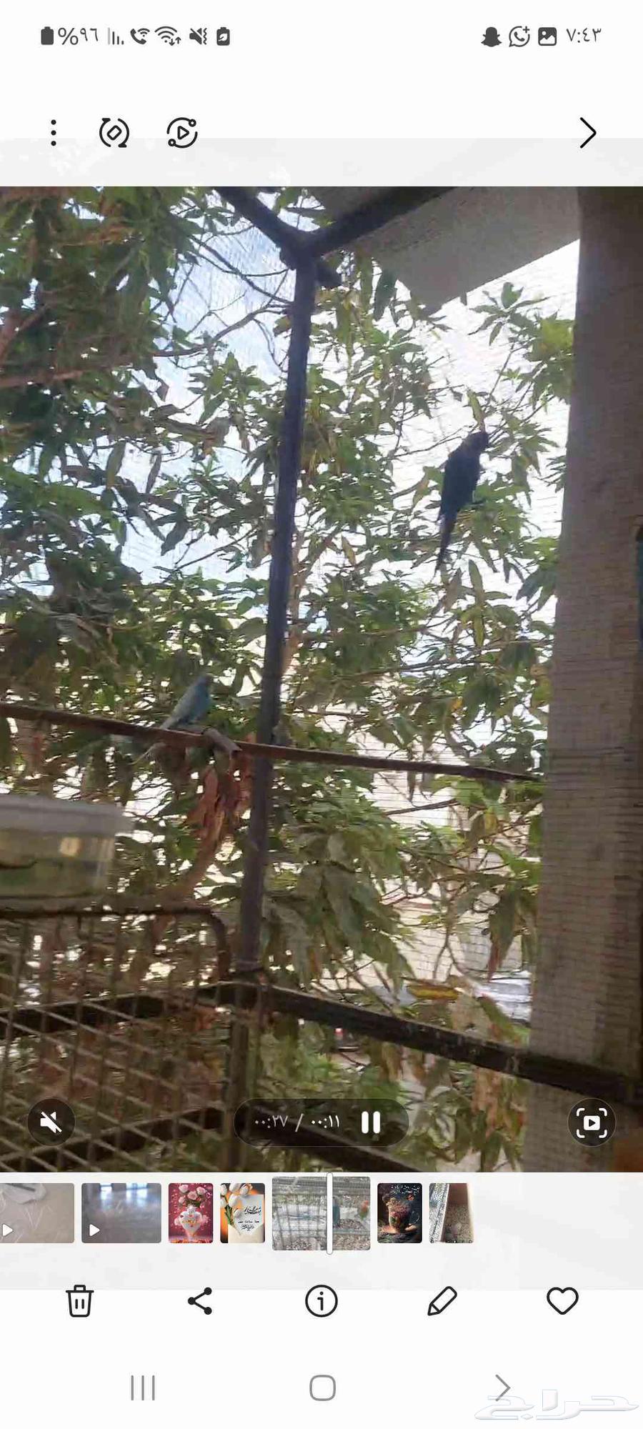 Complete birds for sale, reason is changing the apartment64451096206467110