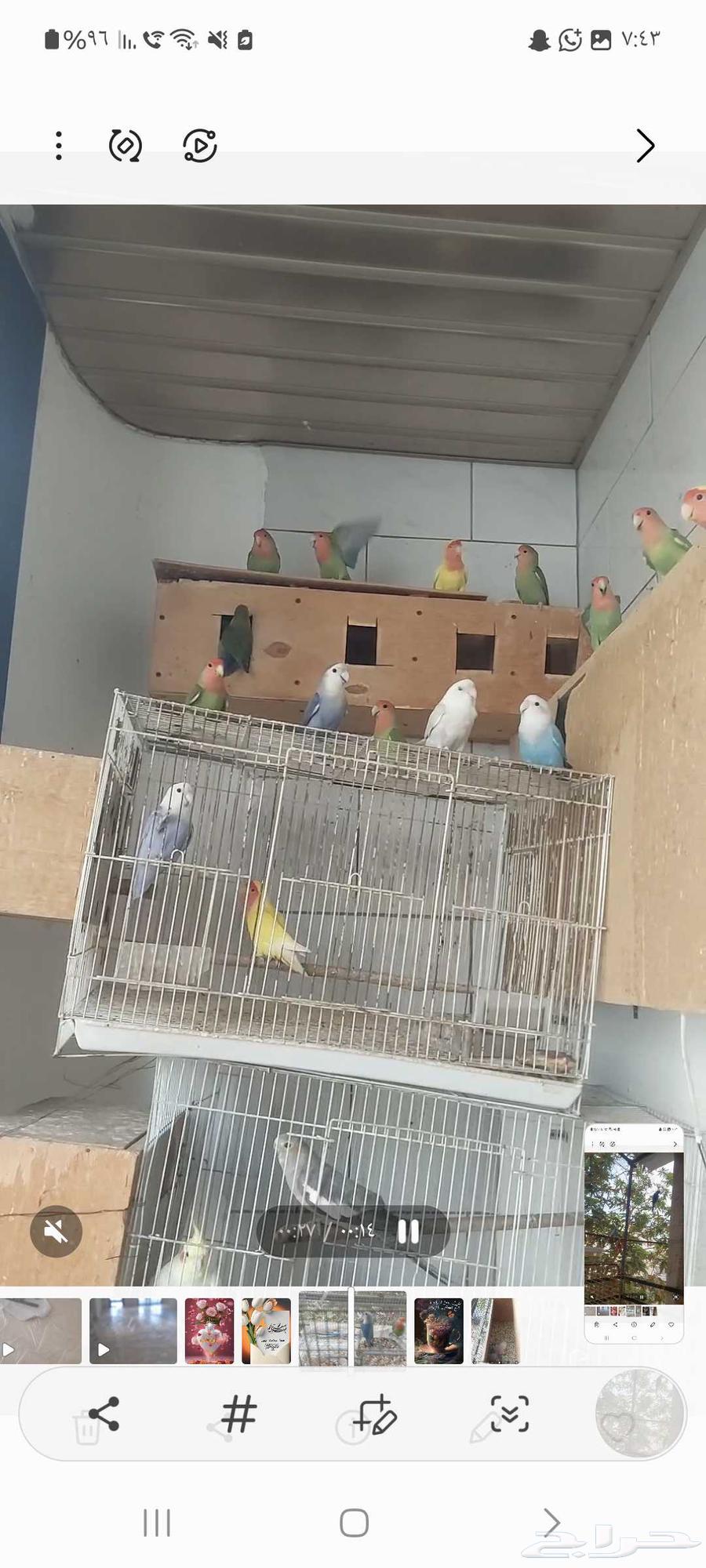 Complete birds for sale, reason is changing the apartment64451096206467111