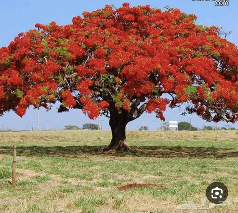 Available red pinks seeds, this year's new season64454729294082110