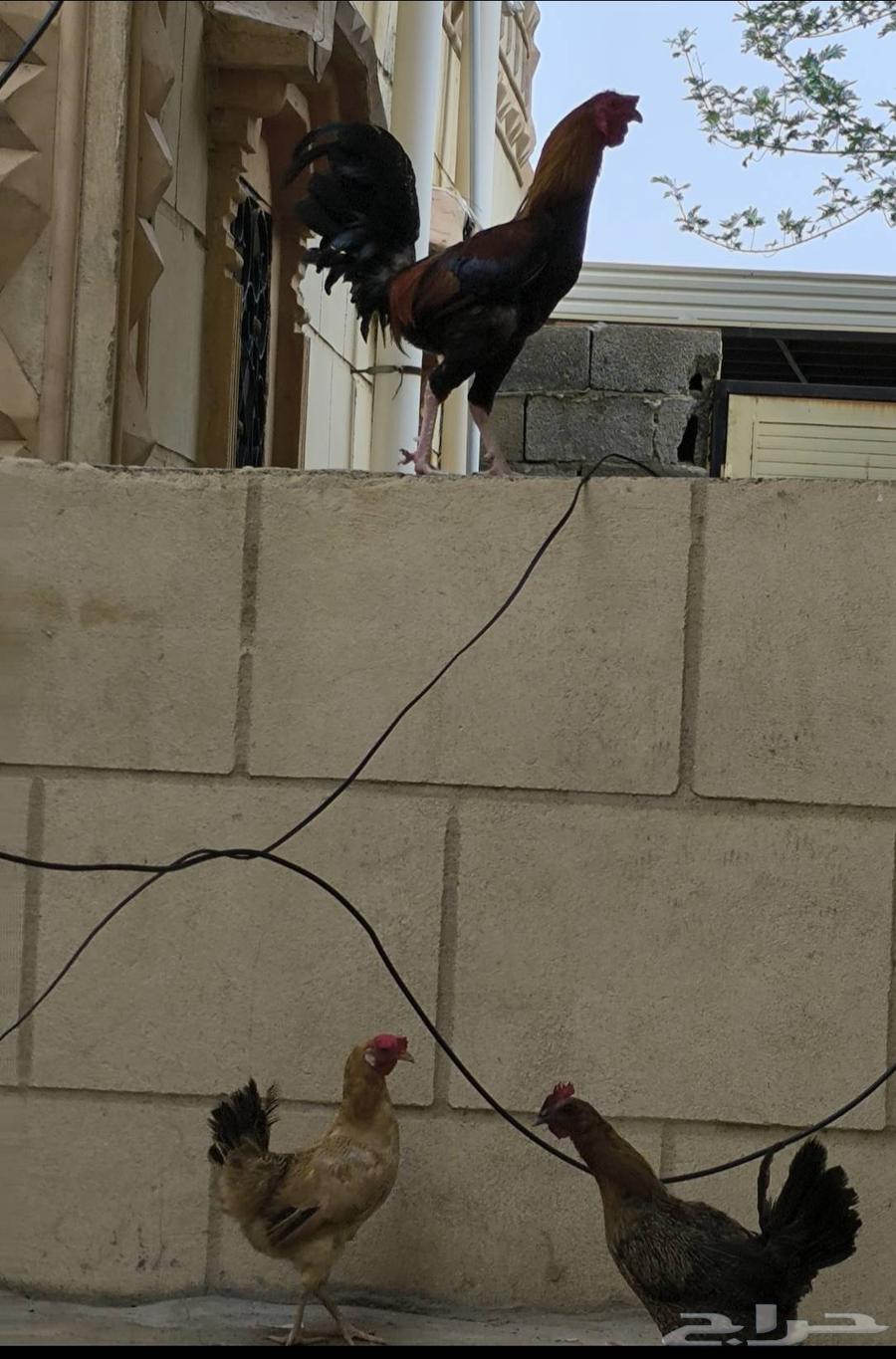 ديك ودجاجتين بلدي للبيع64452157010947110
