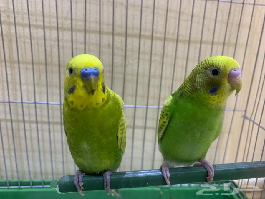 بادجي مع القفص64450906305538110