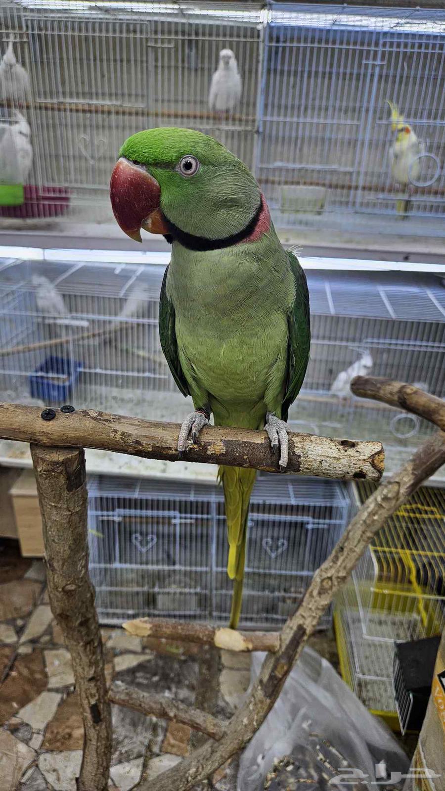 زوج دره نيبالي اليف64452563002883112