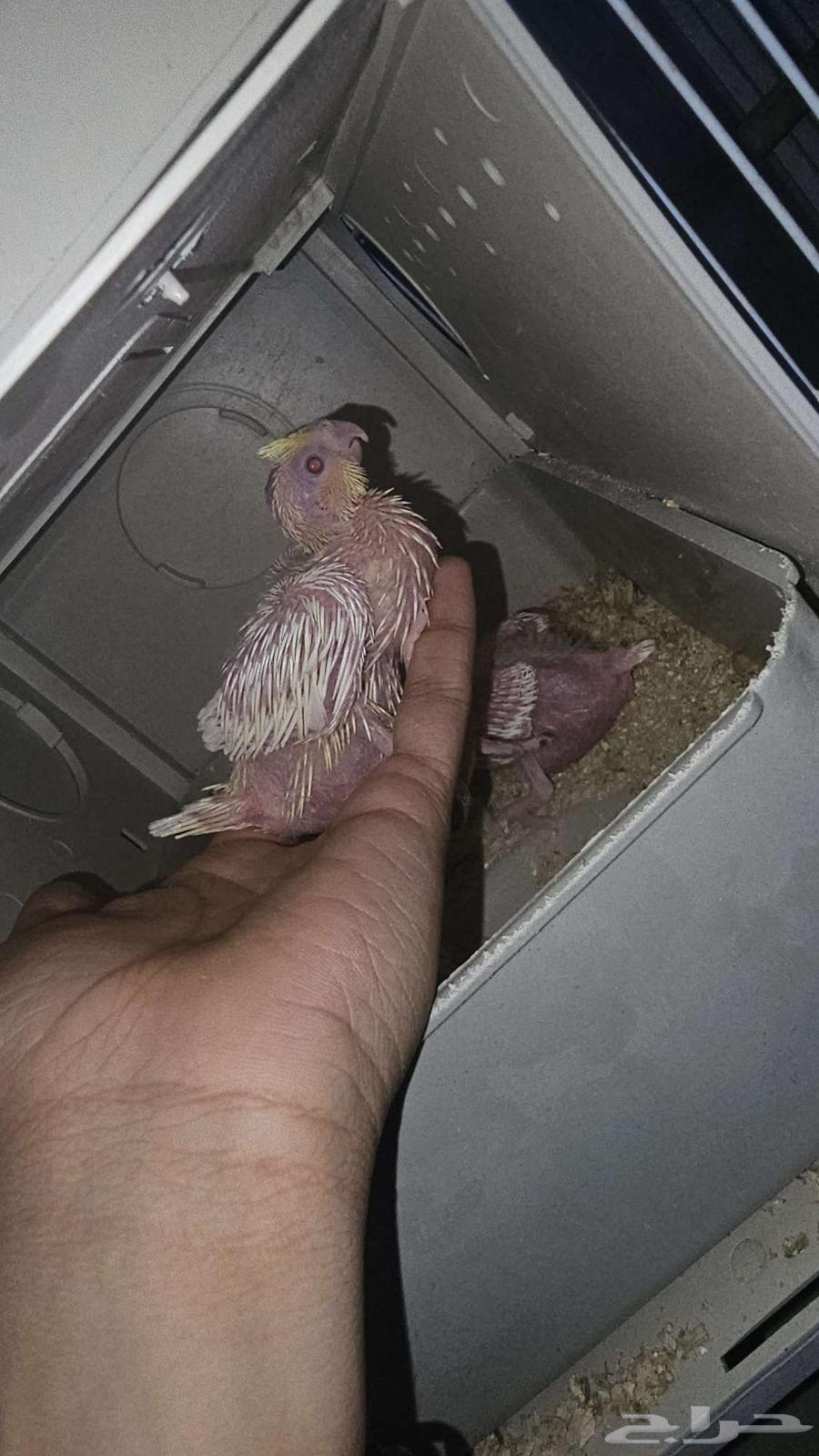 فروخ كروان ( تم البيع )64455058882561113