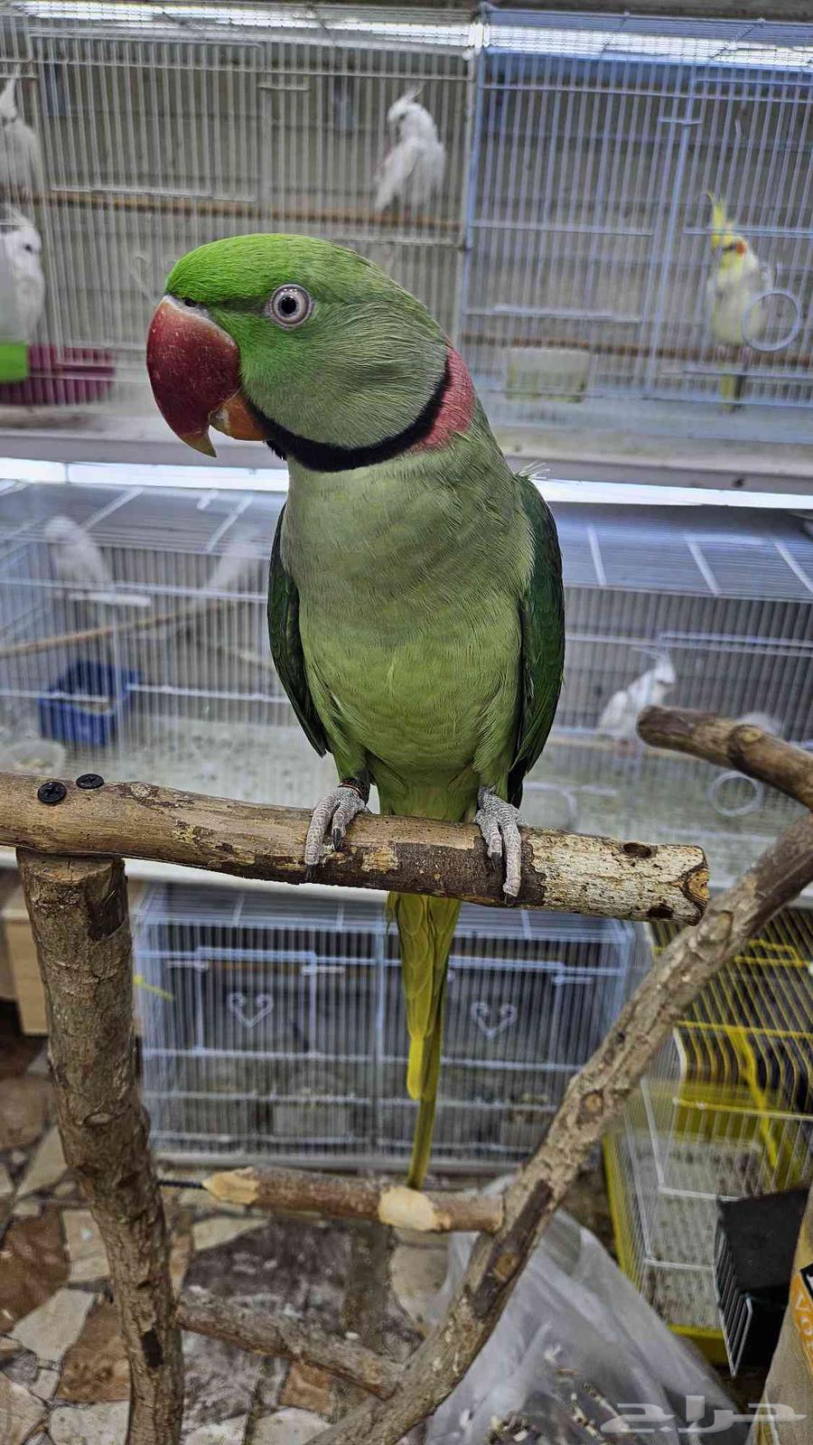 زوج دره نيبالي اليف64452563002883111