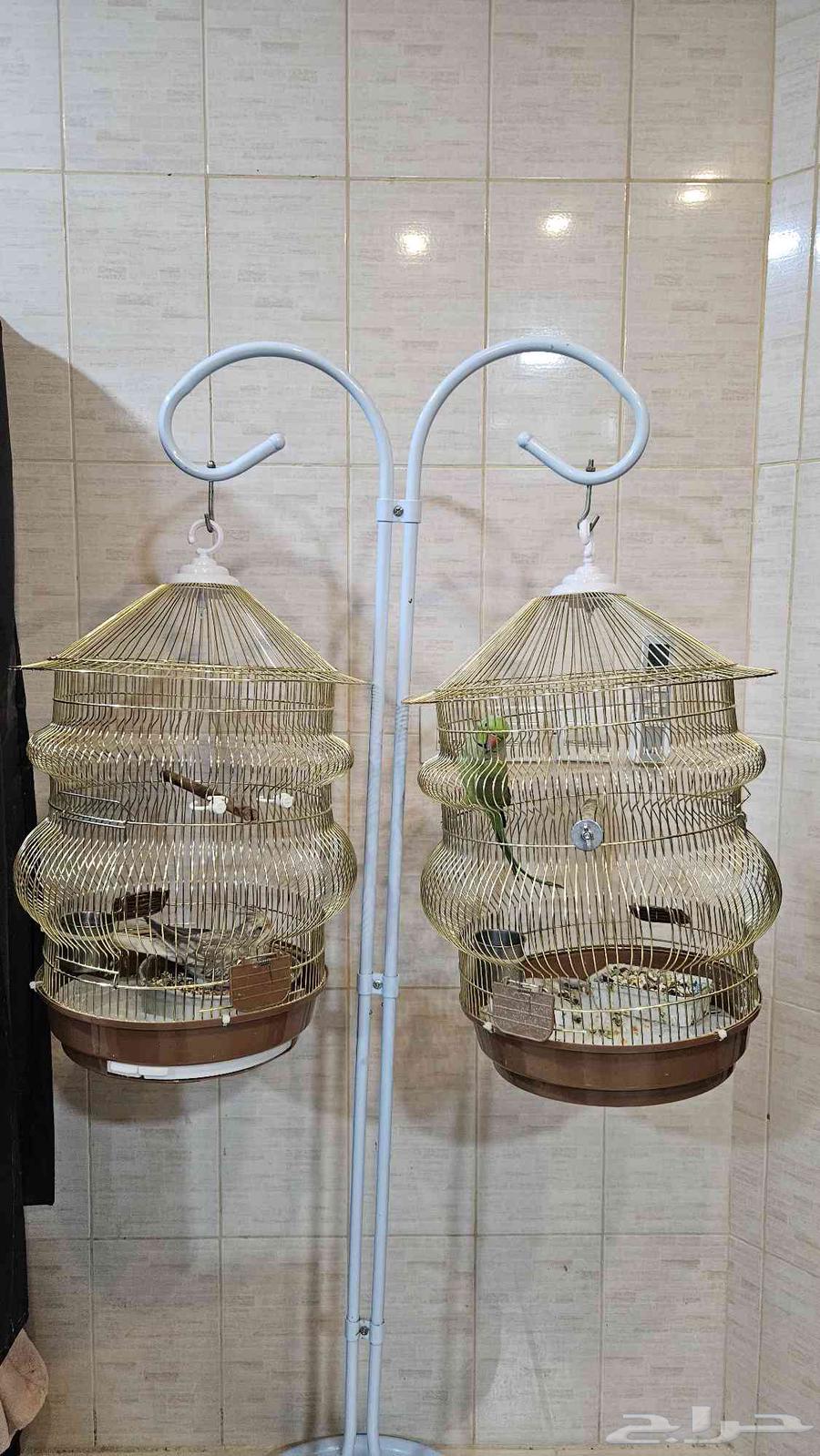 كروان هولندي و دره هندي مع قفصهم64454729309827111