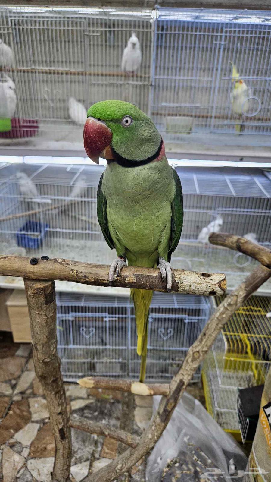 زوج دره نيبالي اليف64452563002883110