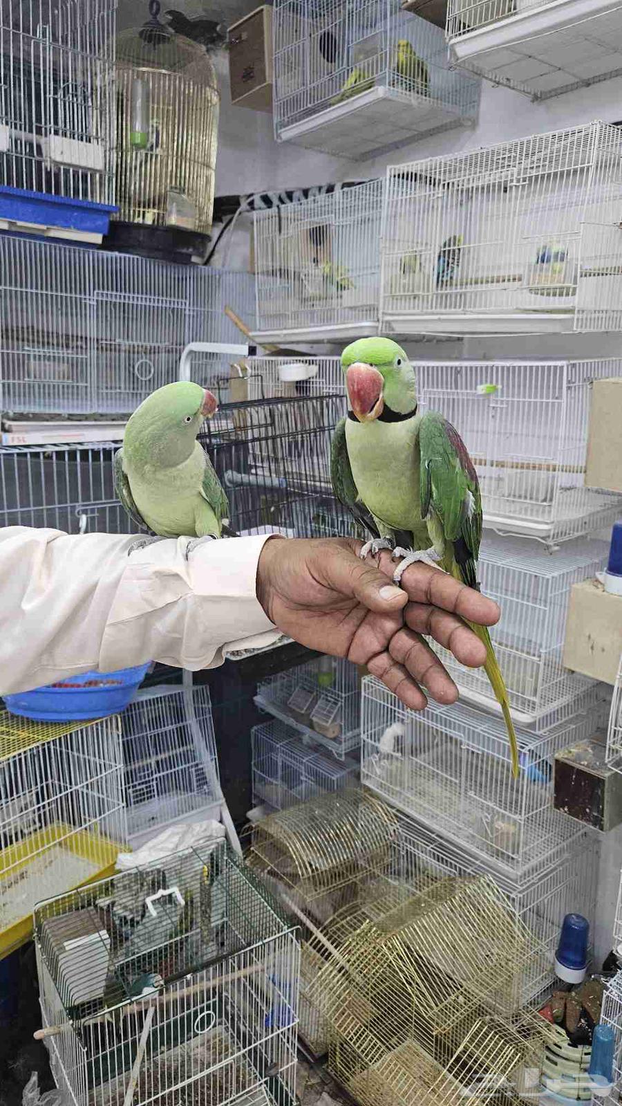 زوج دره نيبالي اليف64452563002883114