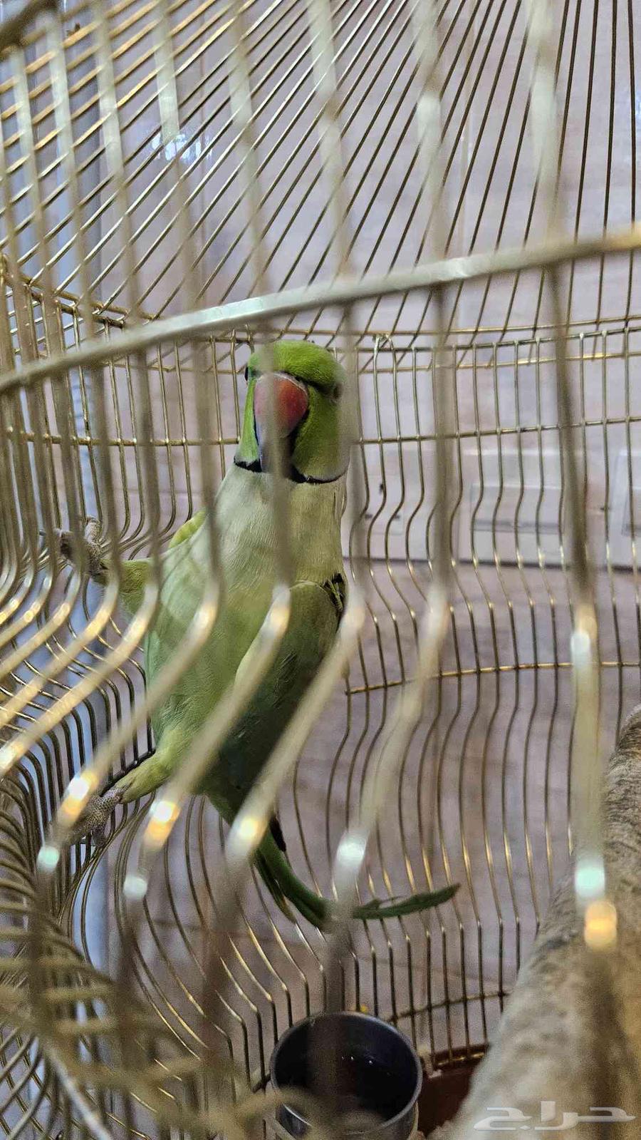 كروان هولندي و دره هندي مع قفصهم64454729309827112