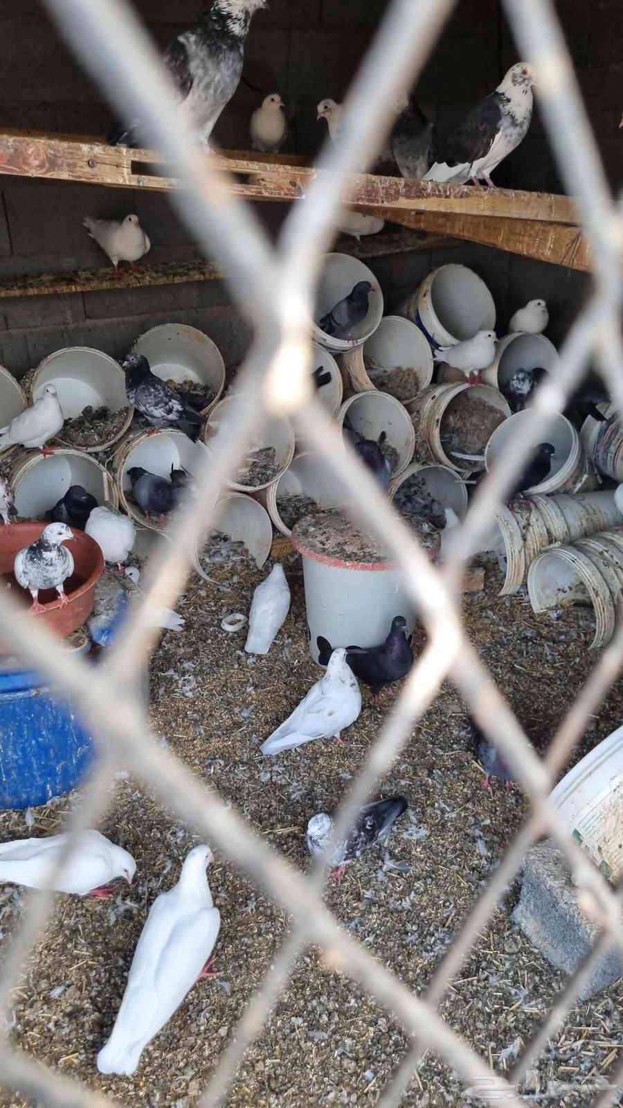 حمام للبيع مشكل تركي باكستاني فرنسي منتج64454564044801111