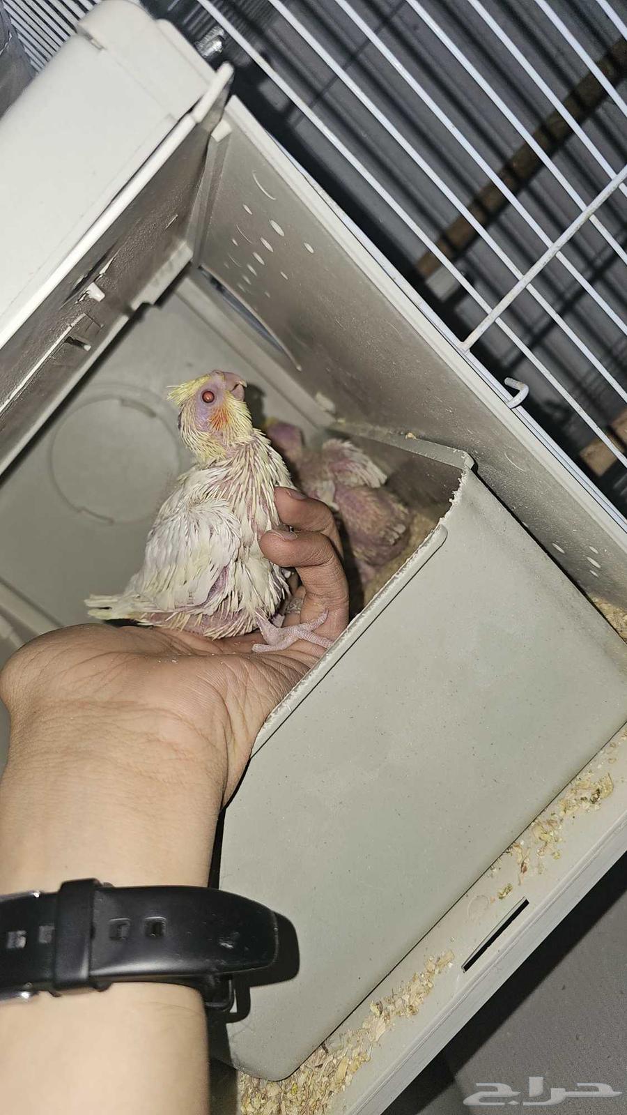 فروخ كروان ( تم البيع )64455058882561111