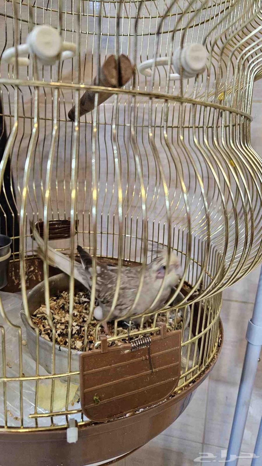 كروان هولندي و دره هندي مع قفصهم64454729309827110