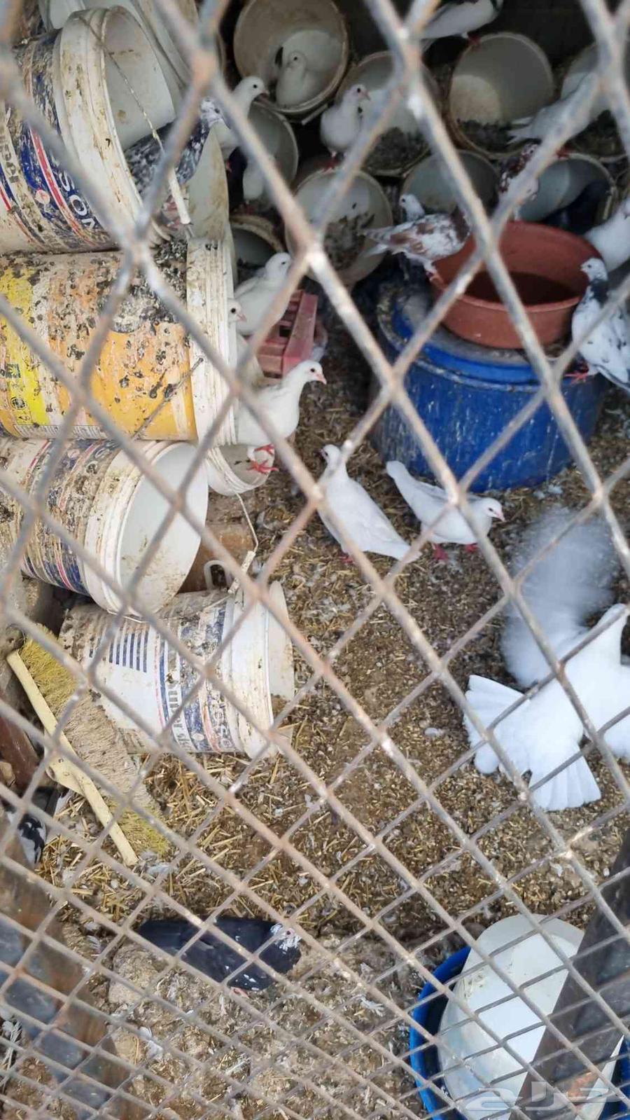 حمام للبيع مشكل تركي باكستاني فرنسي منتج64454564044801110